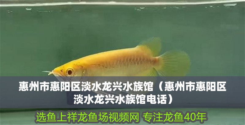 惠州市惠陽區淡水龍興水族館（惠州市惠陽區淡水龍興水族館電話）