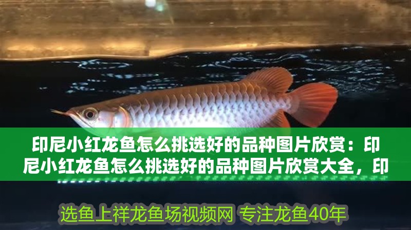 印尼小紅龍魚怎么挑選好的品種圖片欣賞：印尼小紅龍魚怎么挑選好的品種圖片欣賞大全，印尼小紅龍魚優質品種挑選與圖片