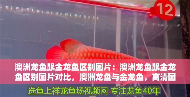 澳洲龍魚跟金龍魚區別圖片：澳洲龍魚跟金龍魚區別圖片對比，澳洲龍魚與金龍魚，高清圖片對比解析區別
