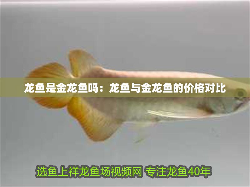 龍魚是金龍魚嗎：龍魚與金龍魚的價(jià)格對(duì)比
