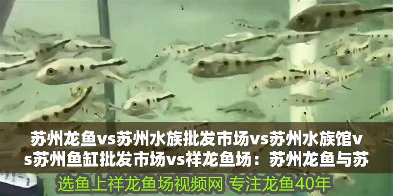 蘇州龍魚vs蘇州水族批發市場vs蘇州水族館vs蘇州魚缸批發市場vs祥龍魚場:蘇州龍魚與蘇州水族批發市場哪個好 祥龍魚場各市分站 第2張 蘇州龍魚vs蘇州水族批發市場vs蘇州水族館vs蘇州魚缸批發市場vs祥龍魚場:蘇州龍魚與蘇州水族批發市場哪個好 蘇州龍魚vs蘇州水族批發市場vs蘇州水族館vs蘇州魚缸批發市場vs祥龍魚場:蘇州龍魚與蘇州水族批發市場哪個好 祥龍魚場各市分站 第2張