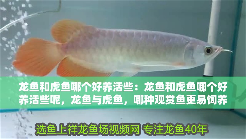 龍魚和虎魚哪個好養活些：龍魚和虎魚哪個好養活些呢，龍魚與虎魚，哪種觀賞魚更易飼養？