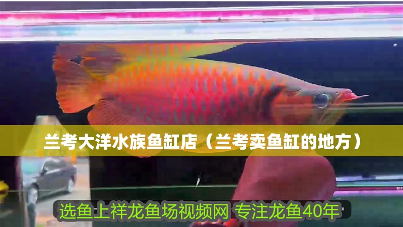蘭考大洋水族魚缸店（蘭考賣魚缸的地方）