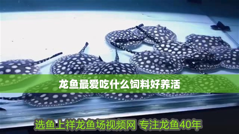 龍魚最愛吃什么飼料好養活