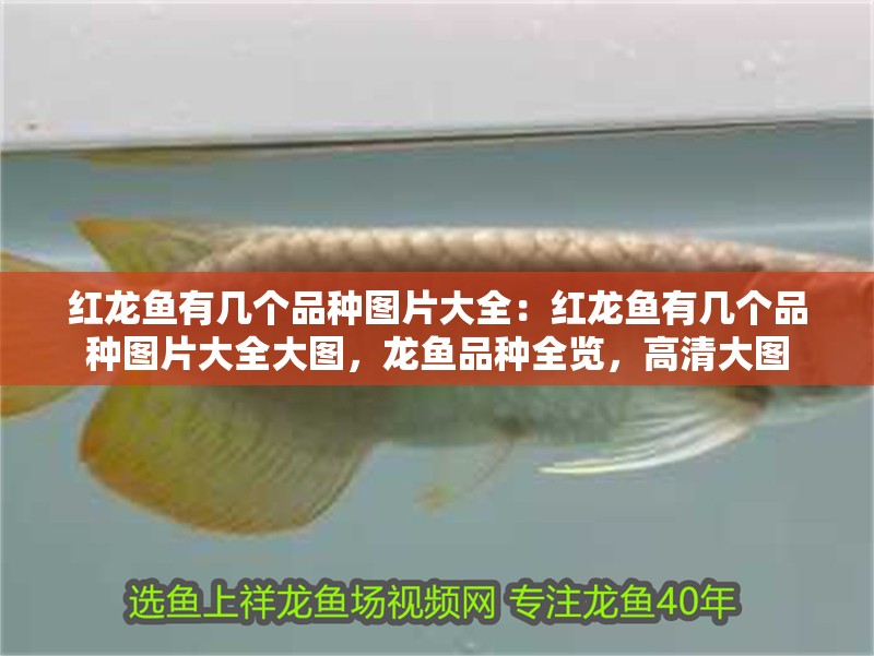 紅龍魚有幾個品種圖片大全：紅龍魚有幾個品種圖片大全大圖，龍魚品種全覽，高清大圖