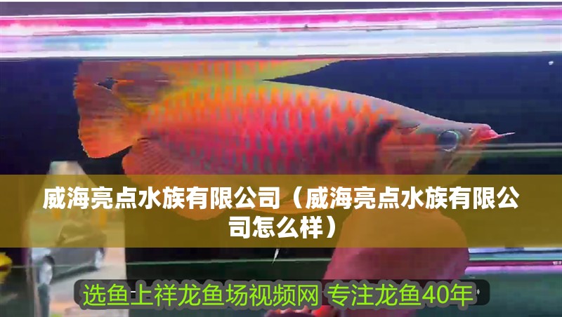 威海亮點(diǎn)水族有限公司（威海亮點(diǎn)水族有限公司怎么樣）