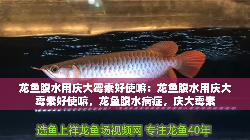 龍魚腹水用慶大霉素好使嘛：龍魚腹水用慶大霉素好使嘛，龍魚腹水病癥，慶大霉素 龍魚腹水用慶大霉素好使嘛：龍魚腹水用慶大霉素好使嘛，龍魚腹水病癥，慶大霉素 水族問答