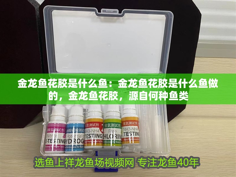 金龍魚花膠是什么魚：金龍魚花膠是什么魚做的，金龍魚花膠，源自何種魚類