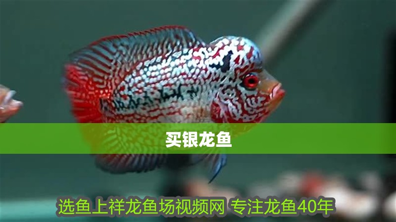 買銀龍魚