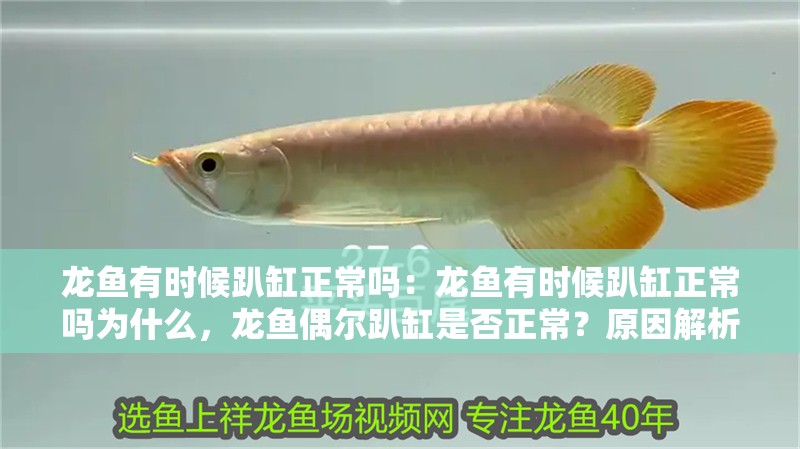 龍魚(yú)有時(shí)候趴缸正常嗎：龍魚(yú)有時(shí)候趴缸正常嗎為什么，龍魚(yú)偶爾趴缸是否正常？原因解析