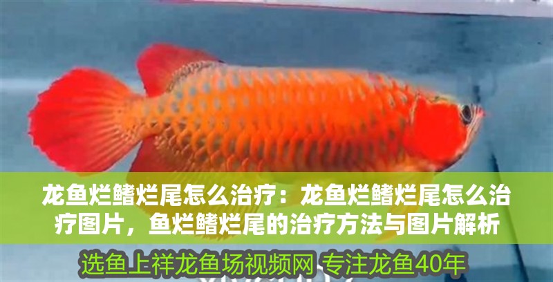 龍魚爛鰭爛尾怎么治療：龍魚爛鰭爛尾怎么治療圖片，魚爛鰭爛尾的治療方法與圖片解析
