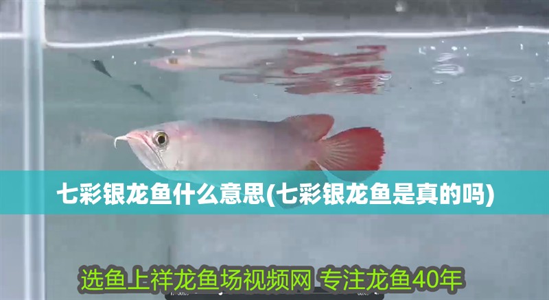 七彩銀龍魚什么意思(七彩銀龍魚是真的嗎)