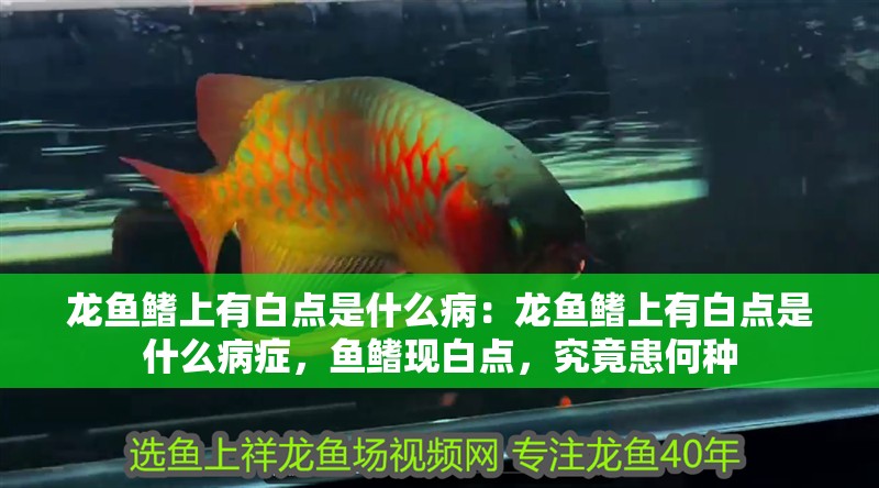龍魚鰭上有白點是什么?。糊堲~鰭上有白點是什么病癥，魚鰭現白點，究竟患何種