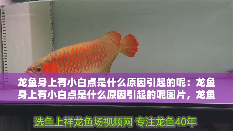 龍魚身上有小白點是什么原因引起的呢：龍魚身上有小白點是什么原因引起的呢圖片，龍魚身上出現小白點的成因解析