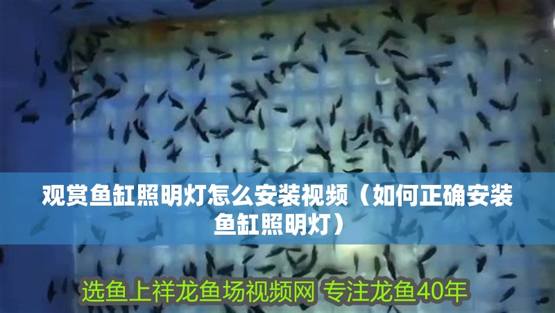 觀賞魚缸照明燈怎么安裝視頻（如何正確安裝魚缸照明燈）