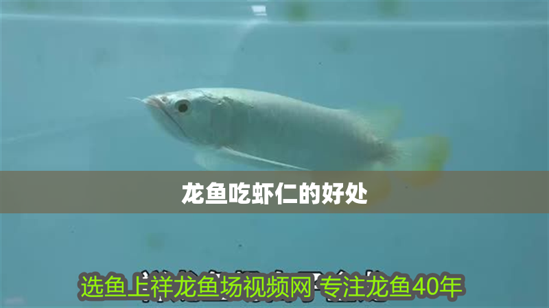 龍魚吃蝦仁的好處