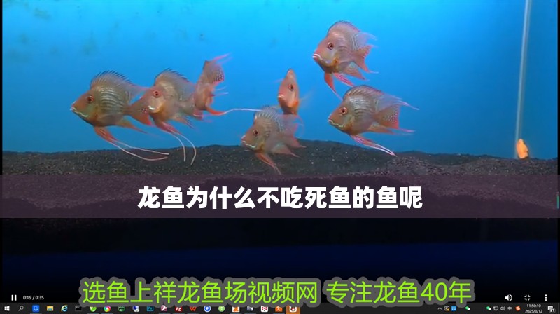 龍魚為什么不吃死魚的魚呢