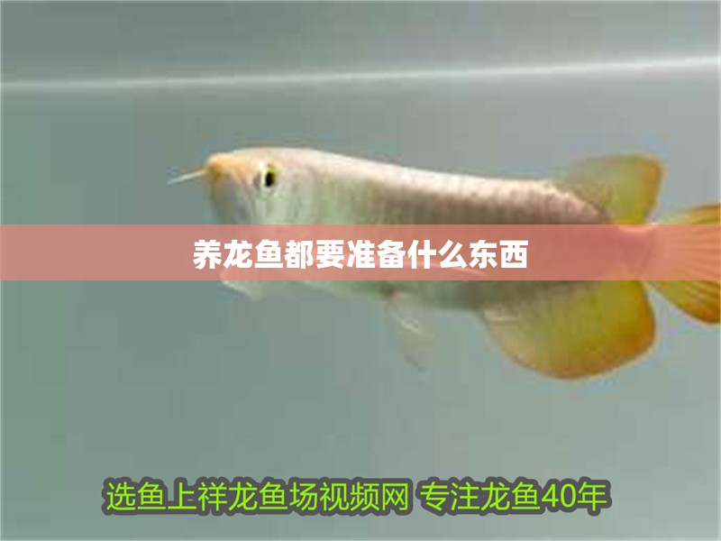 養(yǎng)龍魚都要準(zhǔn)備什么東西