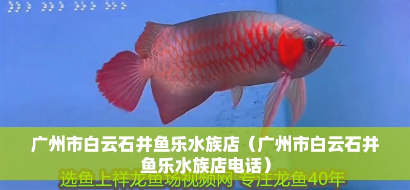 廣州市白云石井魚樂水族店（廣州市白云石井魚樂水族店電話）