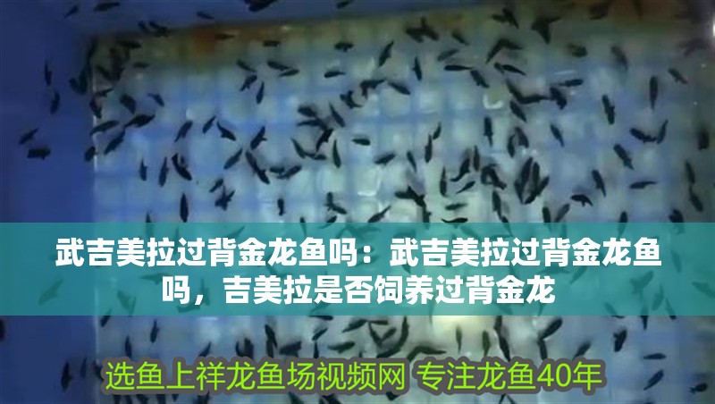 武吉美拉過背金龍魚嗎：武吉美拉過背金龍魚嗎，吉美拉是否飼養過背金龍