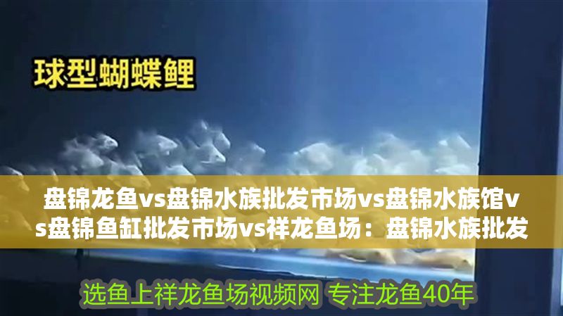 盤錦龍魚vs盤錦水族批發市場vs盤錦水族館vs盤錦魚缸批發市場vs祥龍魚場：盤錦水族批發市場