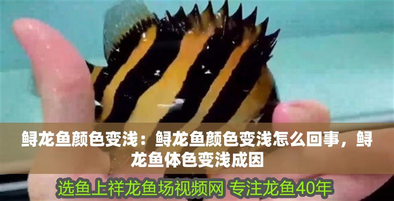 鱘龍魚顏色變淺：鱘龍魚顏色變淺怎么回事，鱘龍魚體色變淺成因