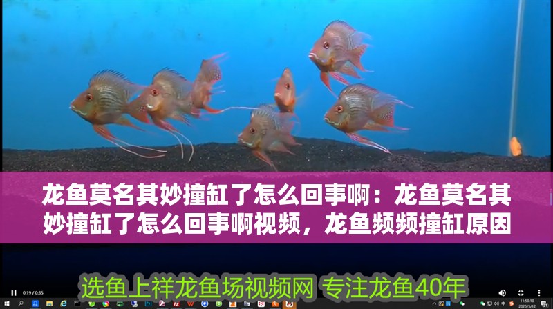 龍魚莫名其妙撞缸了怎么回事啊：龍魚莫名其妙撞缸了怎么回事啊視頻，龍魚頻頻撞缸原因揭秘，附現場視頻解析！