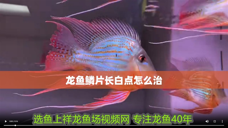 龍魚鱗片長白點怎么治
