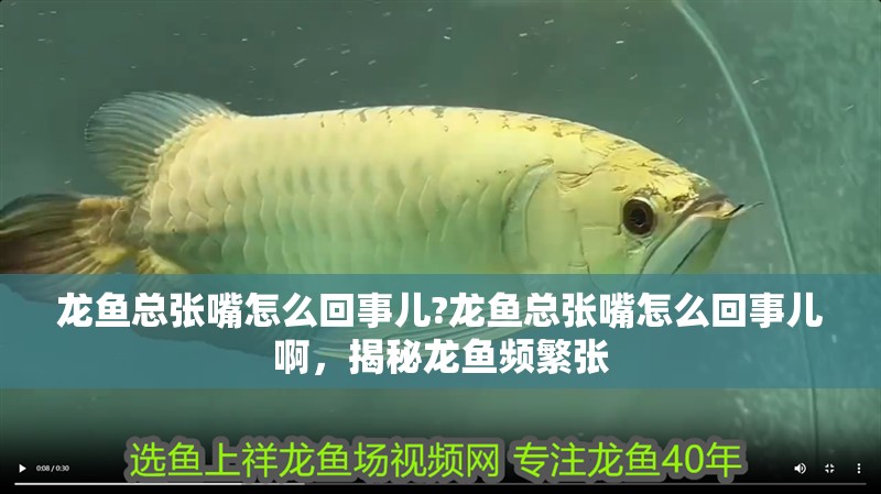 龍魚總張嘴怎么回事兒?龍魚總張嘴怎么回事兒啊，揭秘龍魚頻繁張
