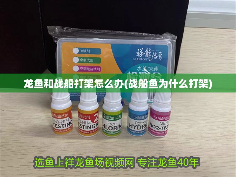 龍魚和戰(zhàn)船打架怎么辦(戰(zhàn)船魚為什么打架)