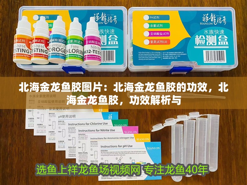 北海金龍魚膠圖片：北海金龍魚膠的功效，北海金龍魚膠，功效解析與