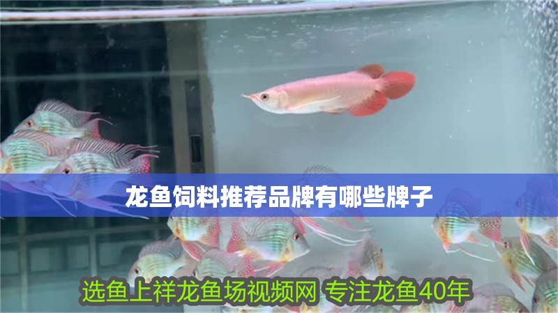 龍魚飼料推薦品牌有哪些牌子