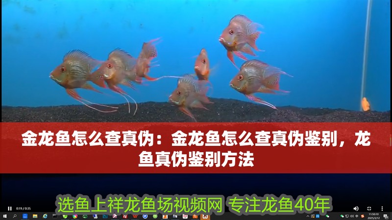 金龍魚怎么查真偽：金龍魚怎么查真偽鑒別，龍魚真偽鑒別方法