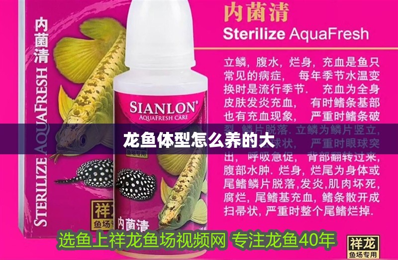 龍魚體型怎么養(yǎng)的大