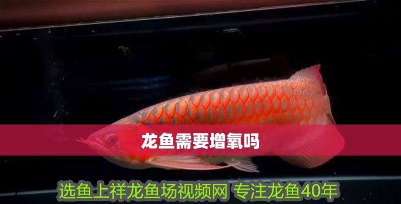 龍魚需要增氧嗎