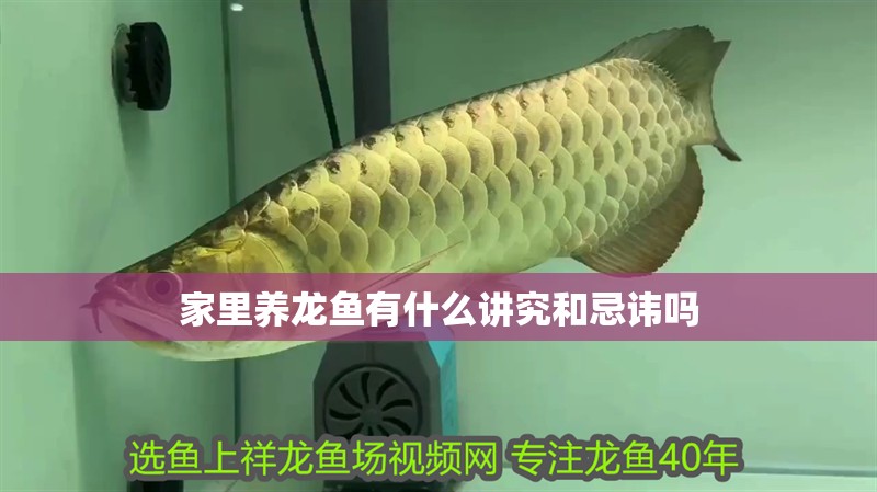 家里養(yǎng)龍魚有什么講究和忌諱嗎