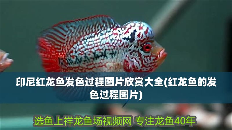 印尼紅龍魚(yú)發(fā)色過(guò)程圖片欣賞大全(紅龍魚(yú)的發(fā)色過(guò)程圖片)