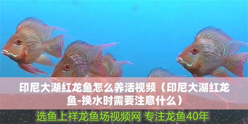 印尼大湖紅龍魚怎么養(yǎng)活視頻（印尼大湖紅龍魚-換水時需要注意什么）