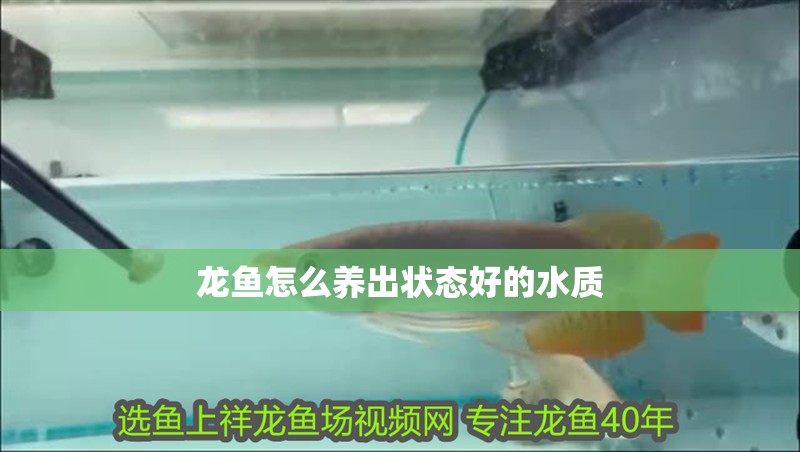 龍魚怎么養出狀態好的水質