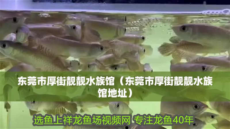 東莞市厚街靚靚水族館（東莞市厚街靚靚水族館地址）