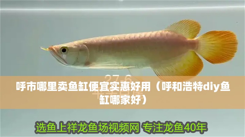 呼市哪里賣魚缸便宜實惠好用（呼和浩特diy魚缸哪家好）