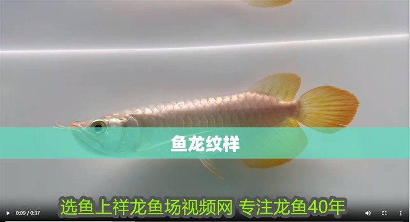魚龍紋樣
