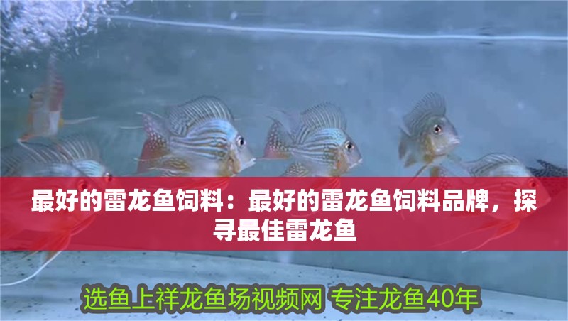 最好的雷龍魚飼料：最好的雷龍魚飼料品牌，探尋最佳雷龍魚