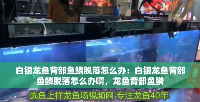 白銀龍魚背部魚鱗脫落怎么辦：白銀龍魚背部魚鱗脫落怎么辦啊，龍魚背部魚鱗 白銀龍魚背部魚鱗脫落怎么辦：白銀龍魚背部魚鱗脫落怎么辦啊，龍魚背部魚鱗 水族問答