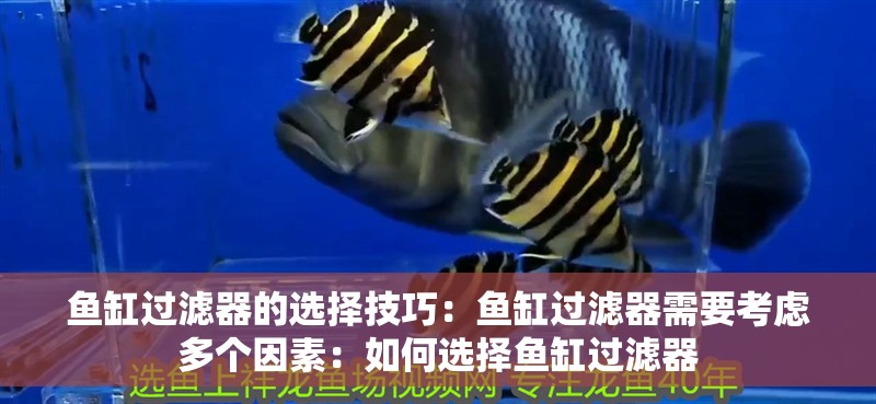 魚缸過濾器的選擇技巧：魚缸過濾器需要考慮多個因素：如何選擇魚缸過濾器