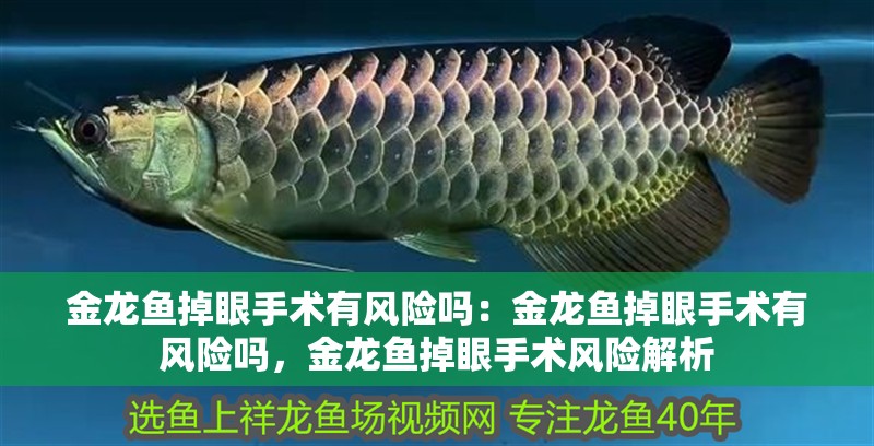金龍魚掉眼手術有風險嗎：金龍魚掉眼手術有風險嗎，金龍魚掉眼手術風險解析