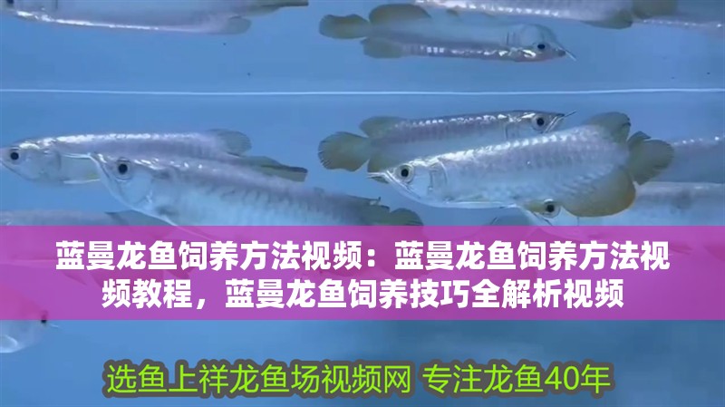 藍曼龍魚飼養方法視頻：藍曼龍魚飼養方法視頻教程，藍曼龍魚飼養技巧全解析視頻