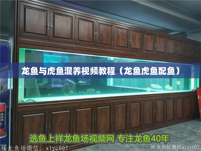 龍魚與虎魚混養視頻教程（龍魚虎魚配魚）