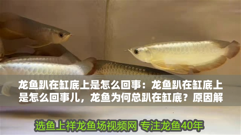 龍魚趴在缸底上是怎么回事：龍魚趴在缸底上是怎么回事兒，龍魚為何總趴在缸底？原因解析與應對方法