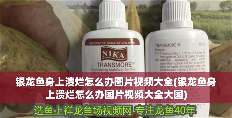 銀龍魚身上潰爛怎么辦圖片視頻大全(銀龍魚身上潰爛怎么辦圖片視頻大全大圖)